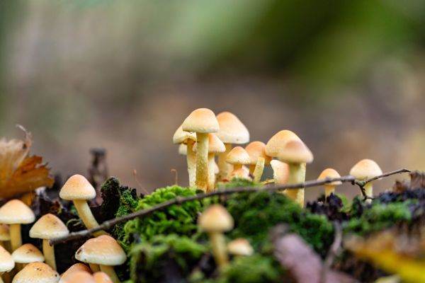 Study: Earth's Underground Fungal Network Spans 10% of Milky Way